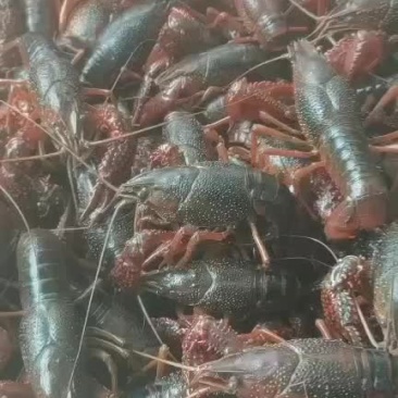 精品小龙虾
