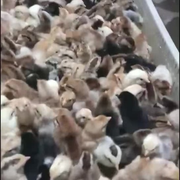 鸡鸭鹅苗回收成品