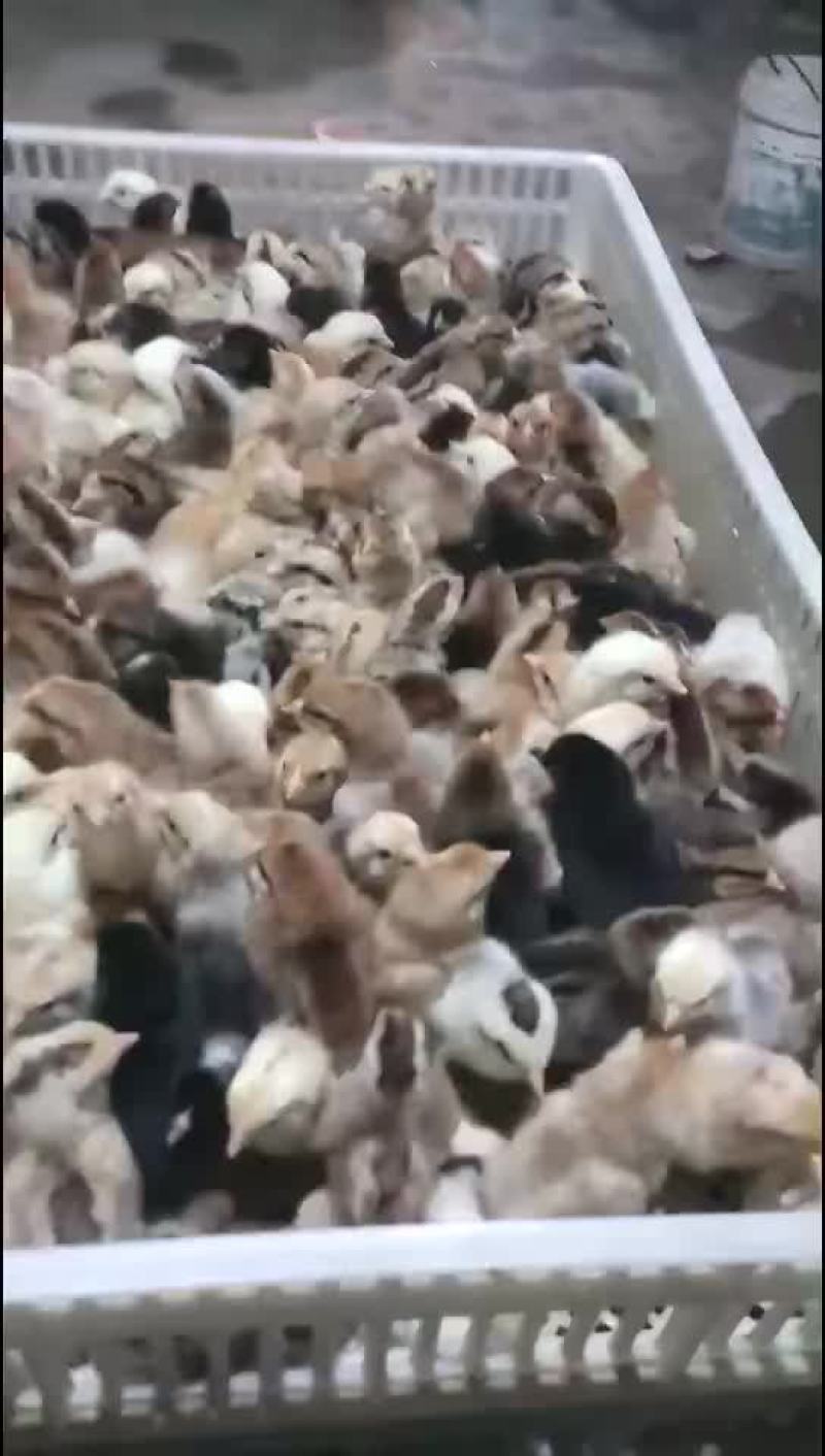 鸡鸭鹅苗回收成品