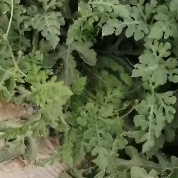 美都西瓜无籽头茬9成熟