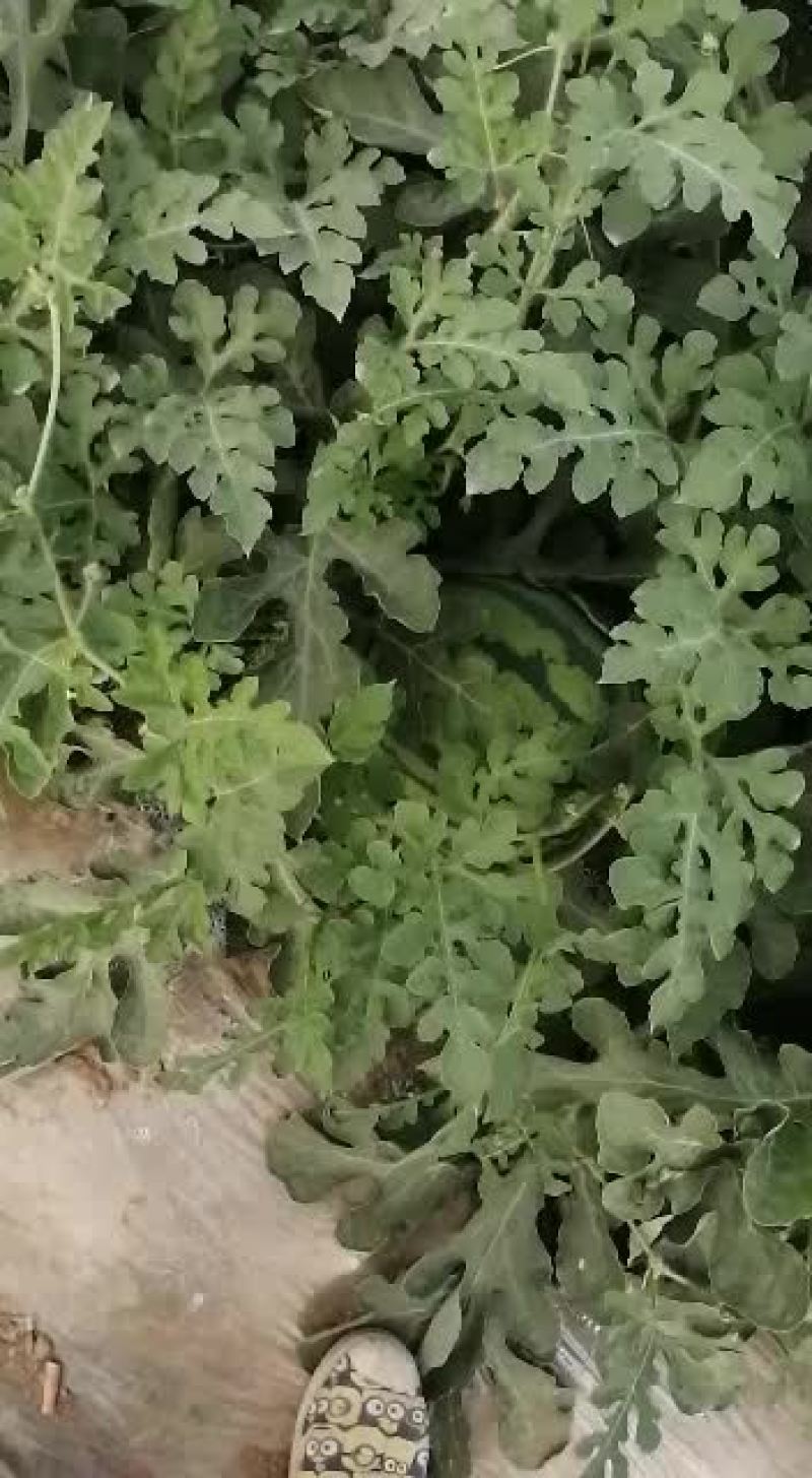 美都西瓜无籽头茬9成熟