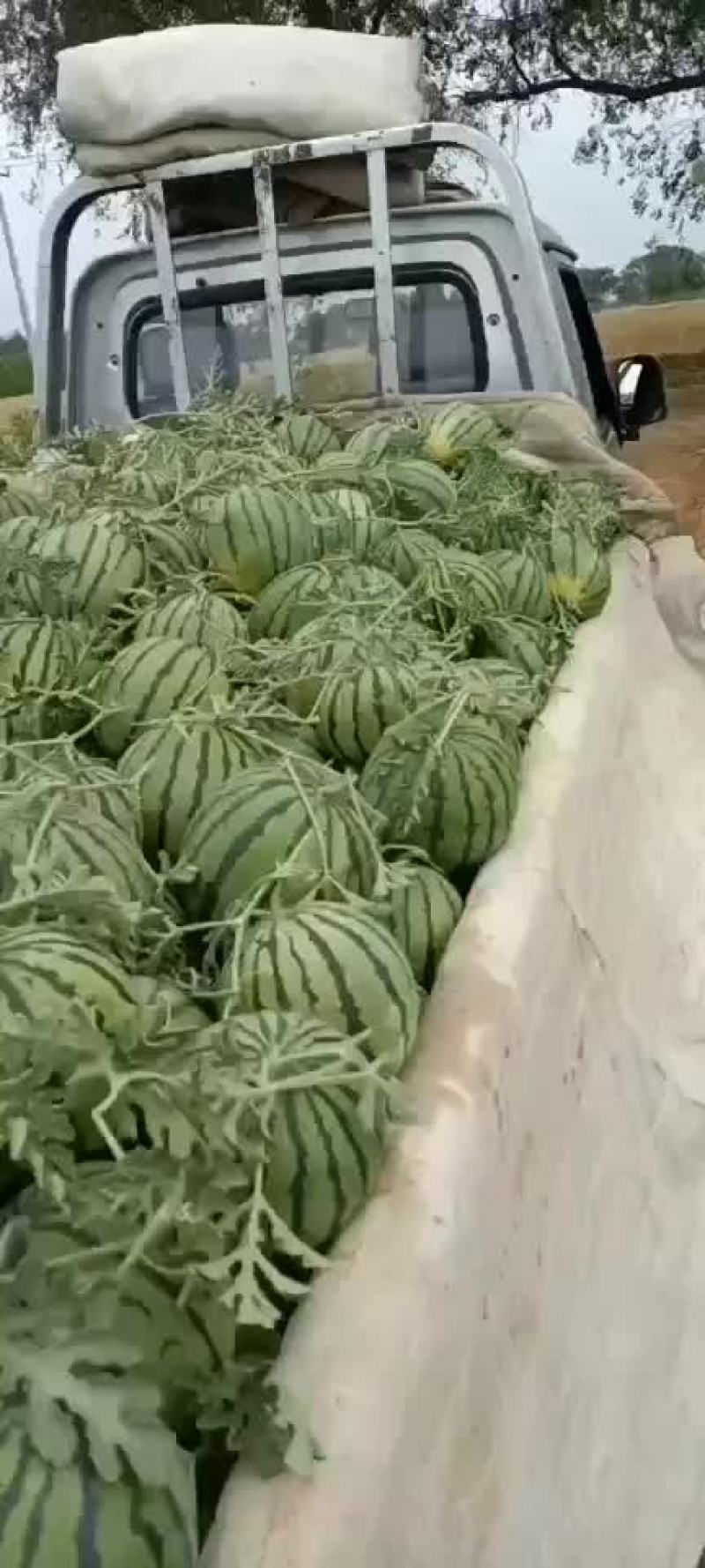 正宗陆地台头西瓜