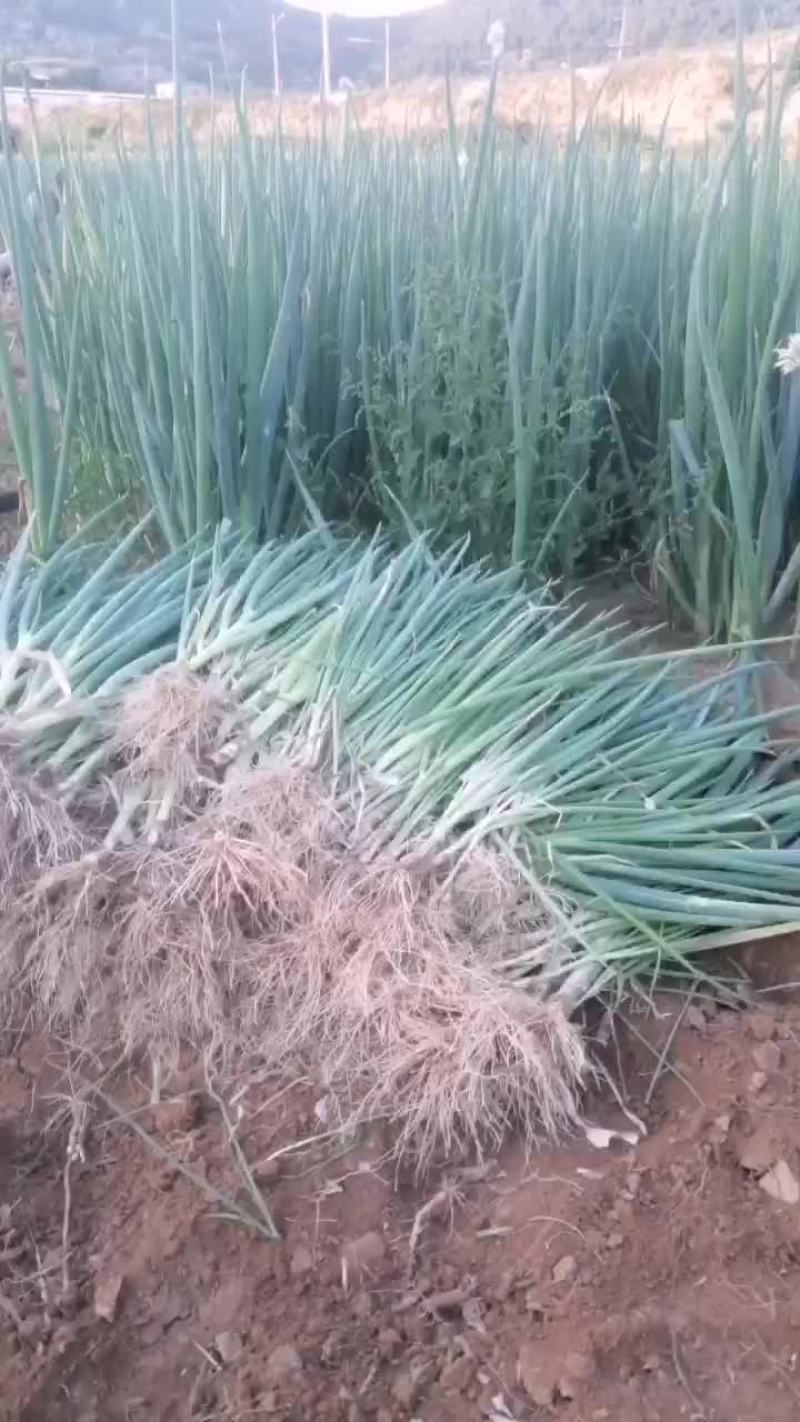 葱