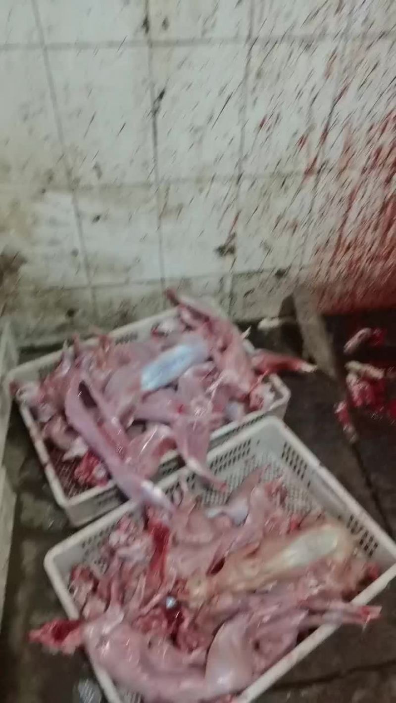 兔肉