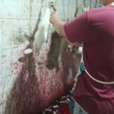 兔肉