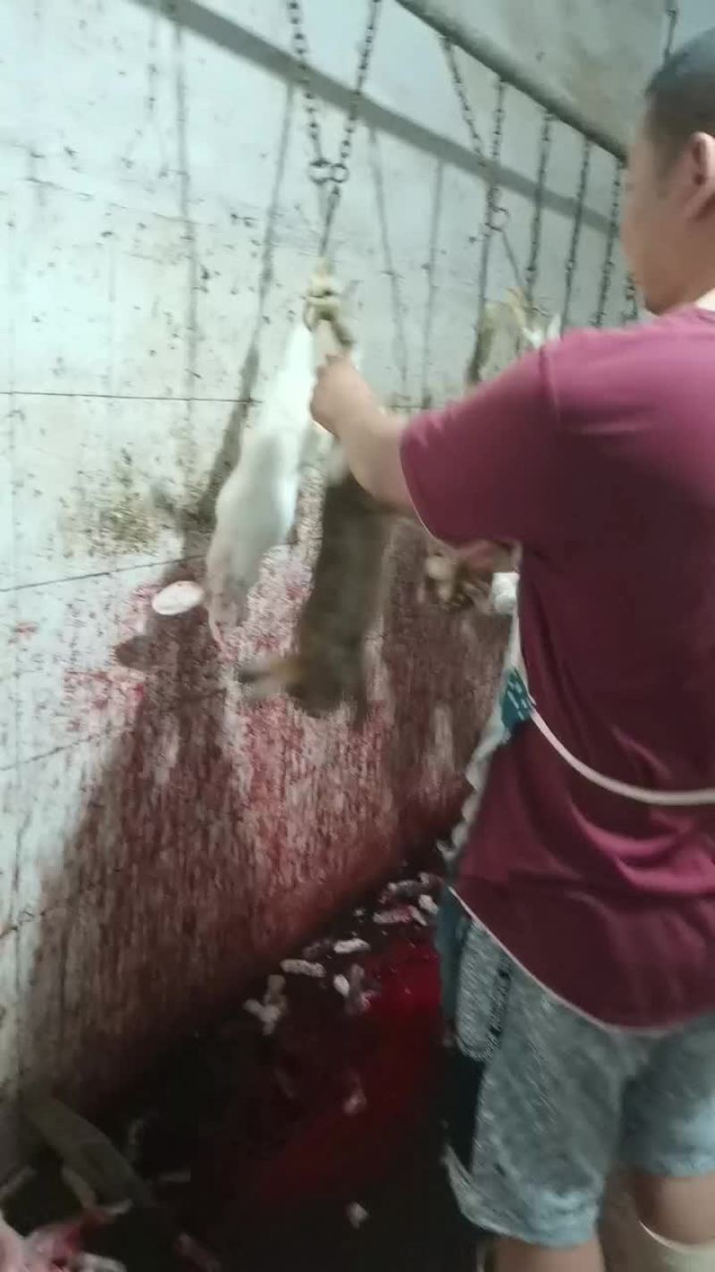 兔肉