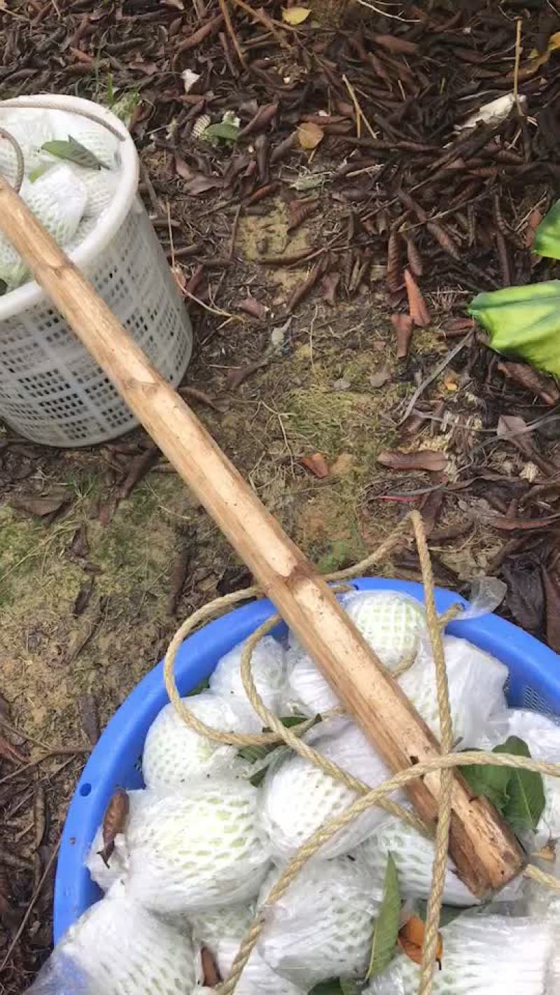 白番石榴