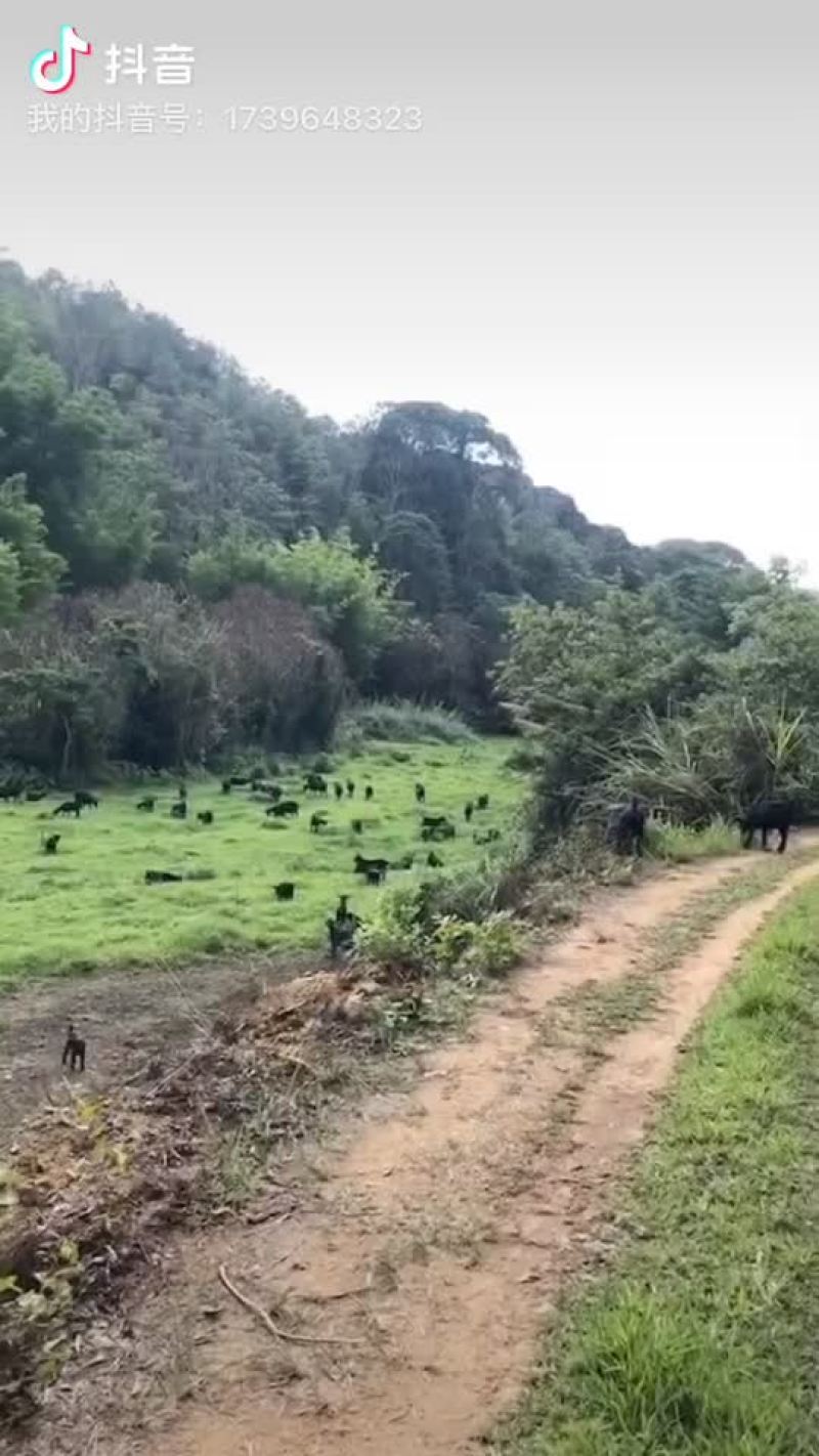 【深山放养】惠州出售黑山羊，羊羔，种公公羊