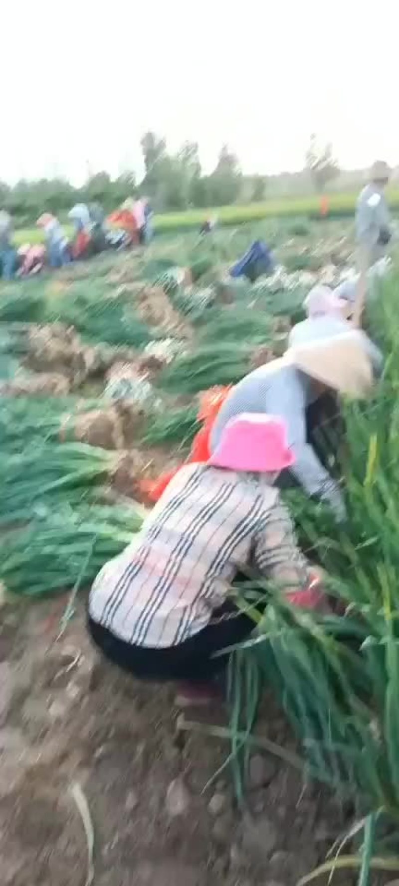 精品蒜苗