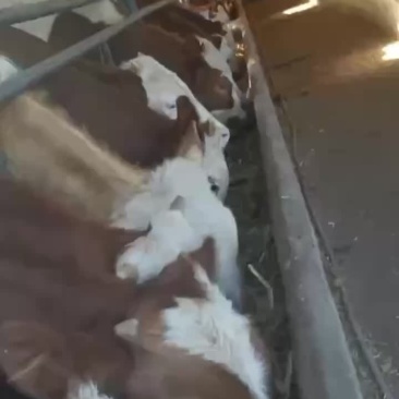 包运输包质量