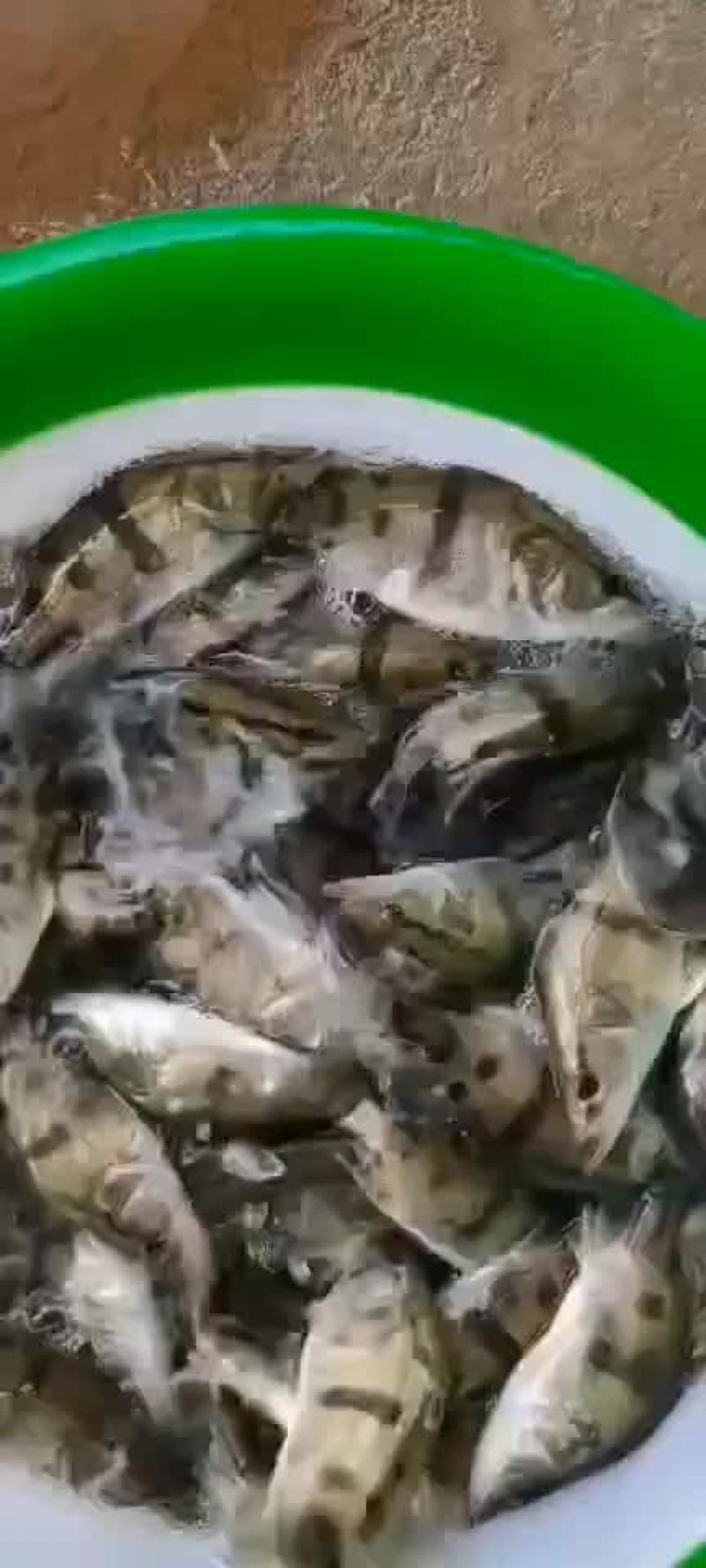鳜鱼苗