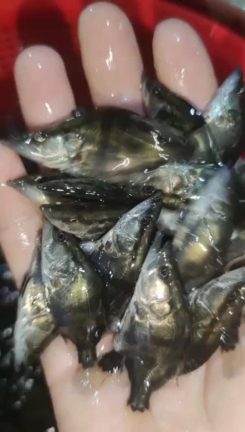 鳜鱼苗