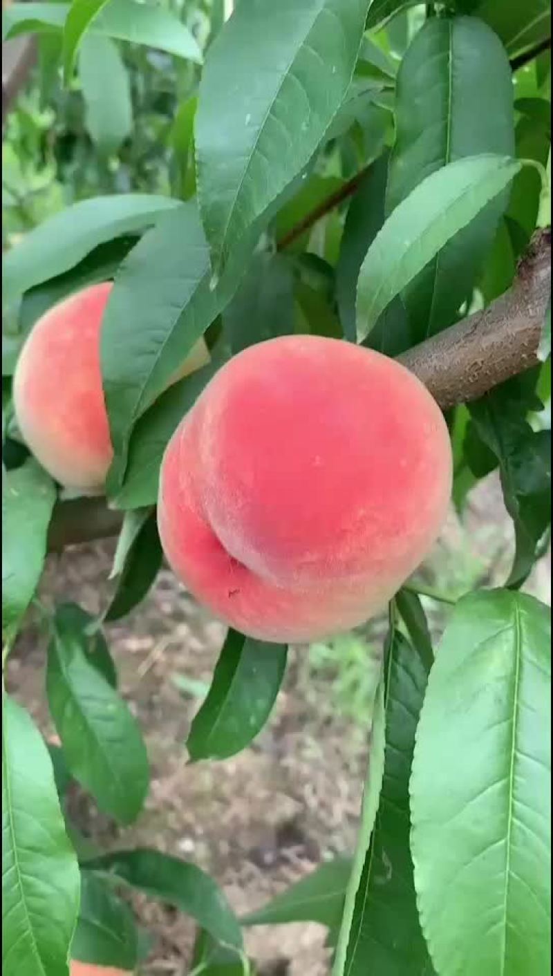 安徽鲜桃