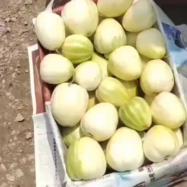 忻州大鹏香瓜大量上市中