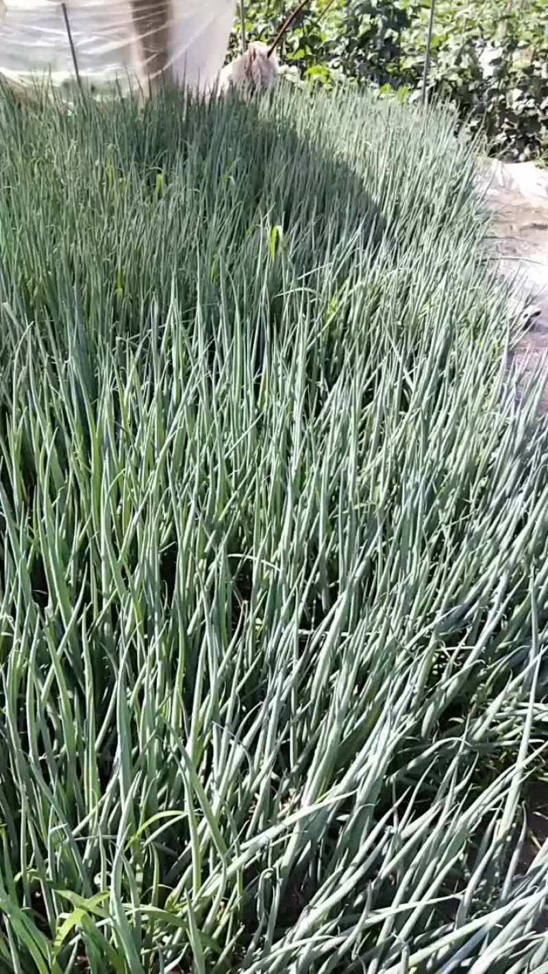 小葱