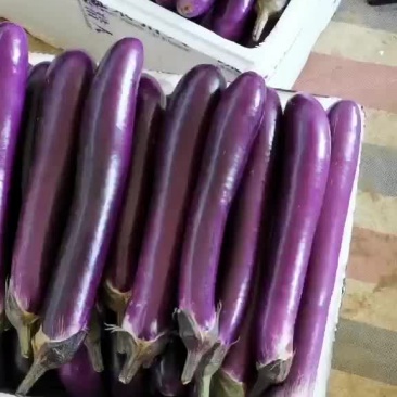 茄子