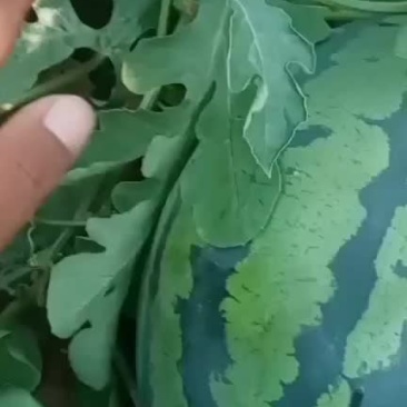 西瓜甜王，个大皮薄