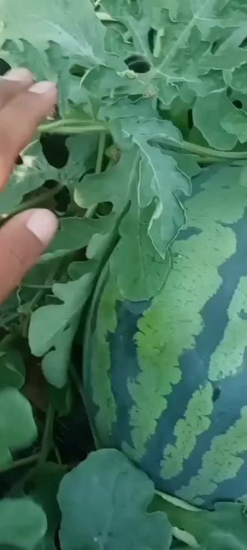 西瓜甜王，个大皮薄
