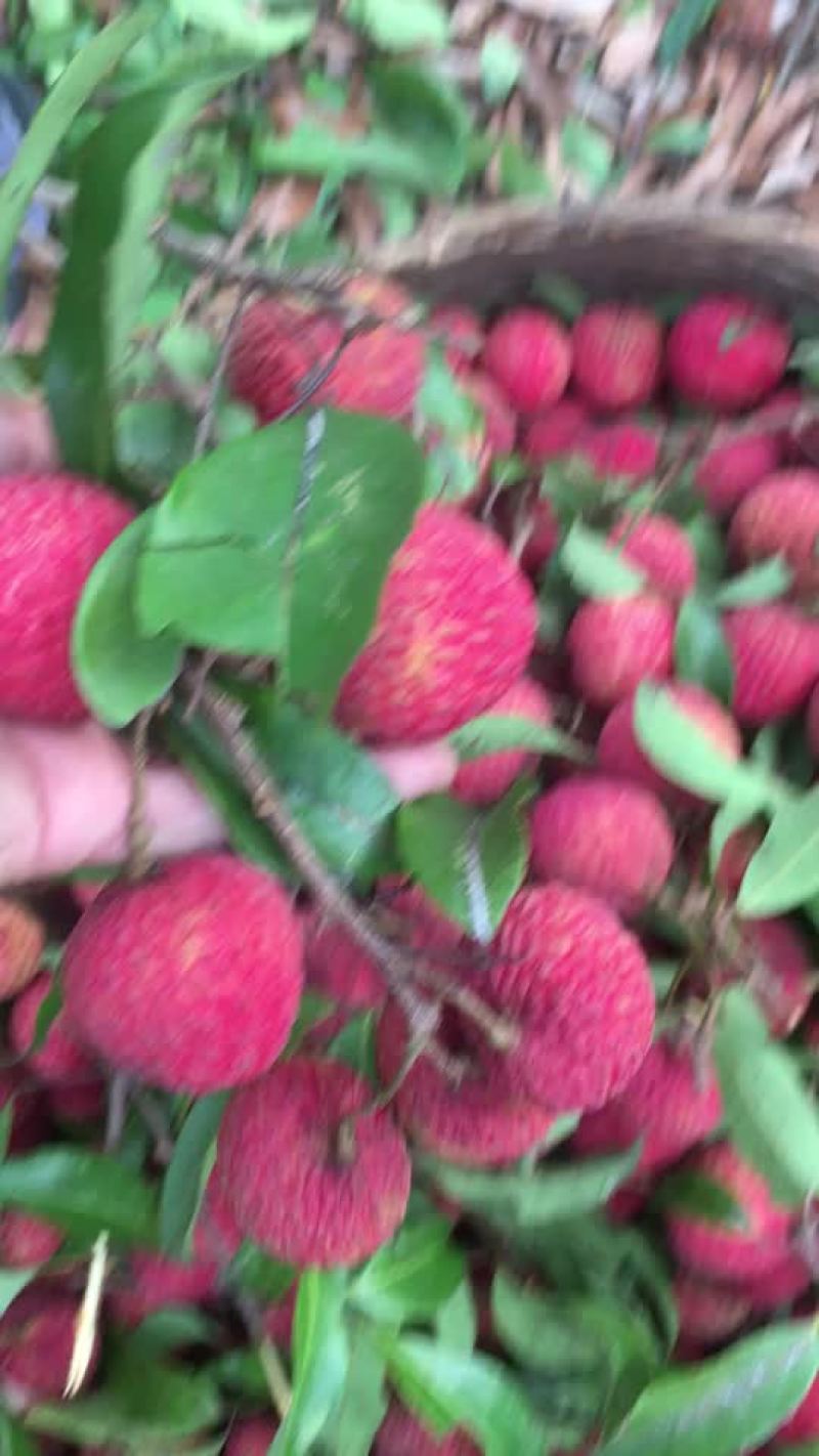 糯米糍荔枝，靓到没朋友哦