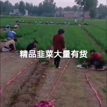 韭菜