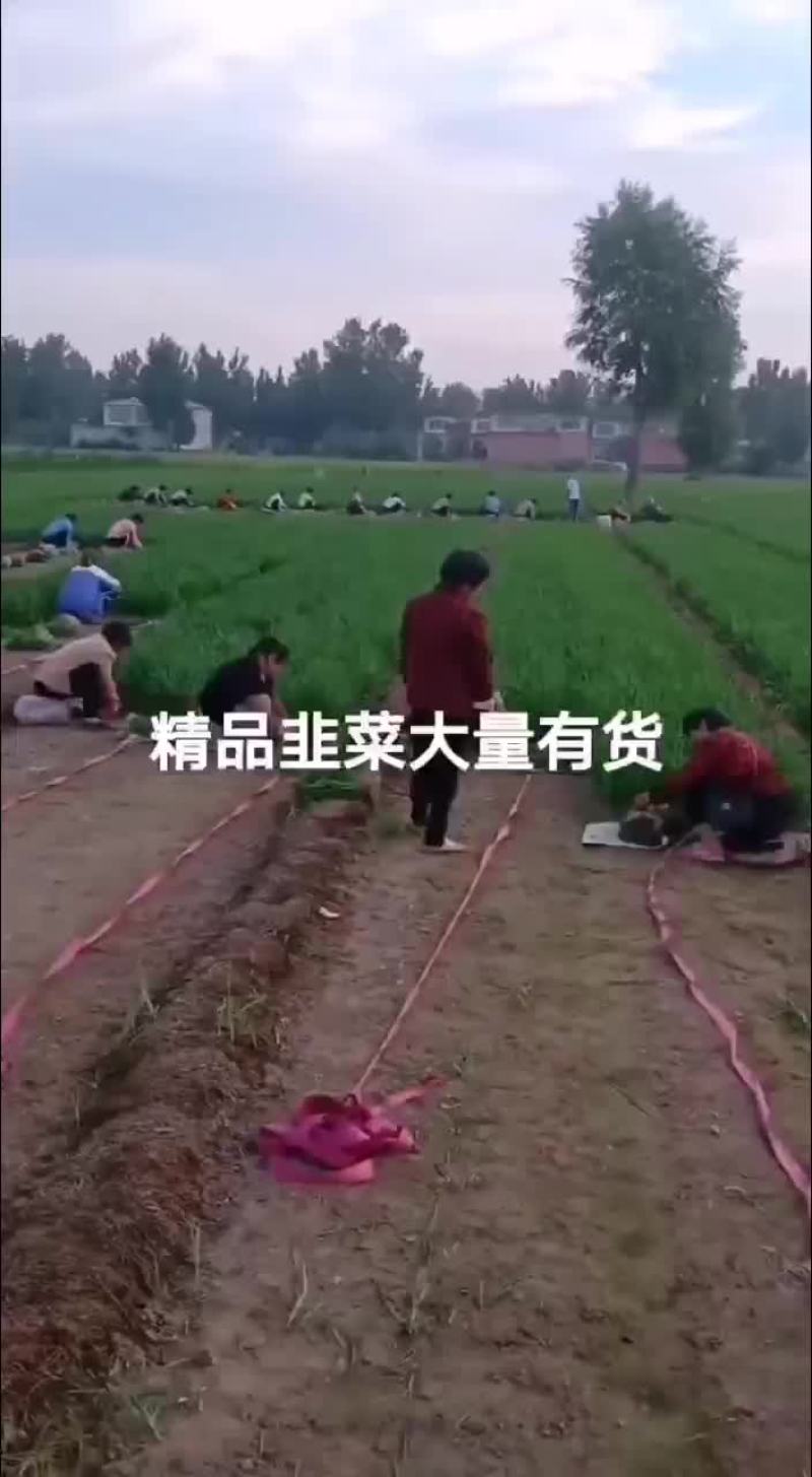 韭菜