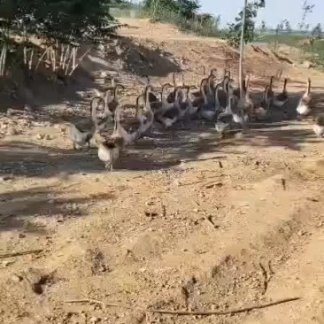 灰鹅
