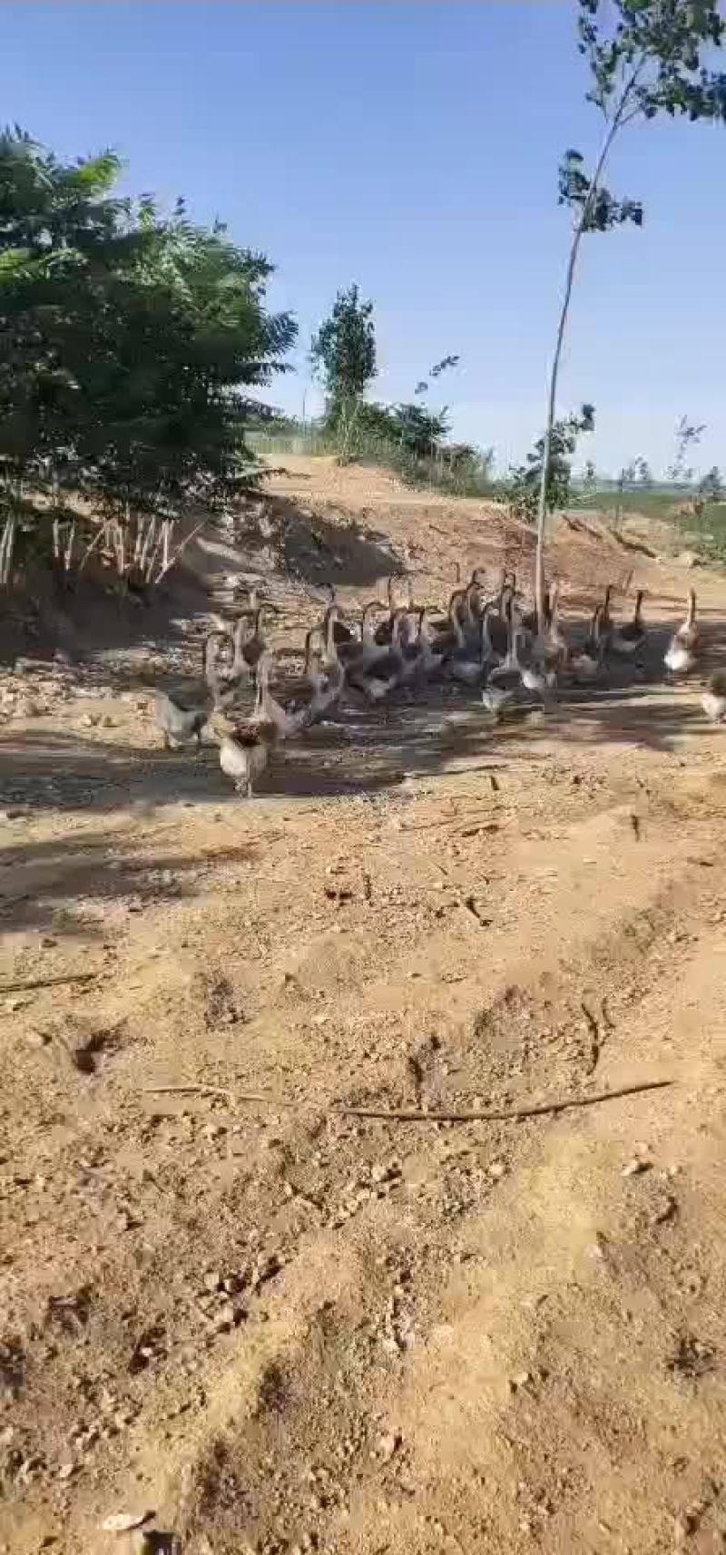 灰鹅