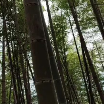 收购大楠竹
