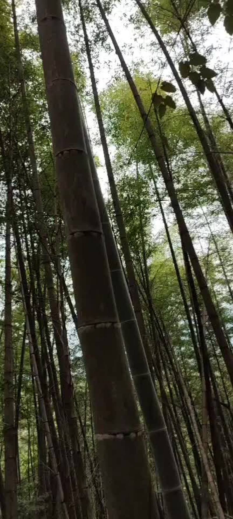 收购大楠竹