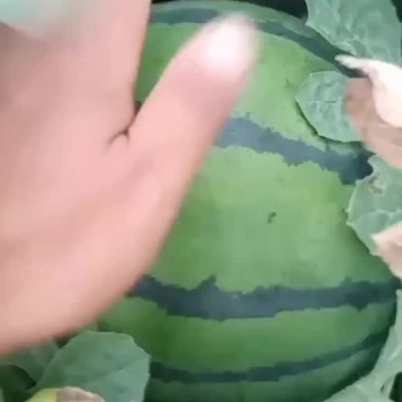 京欣西瓜，个大皮薄，肉厚脆甜
