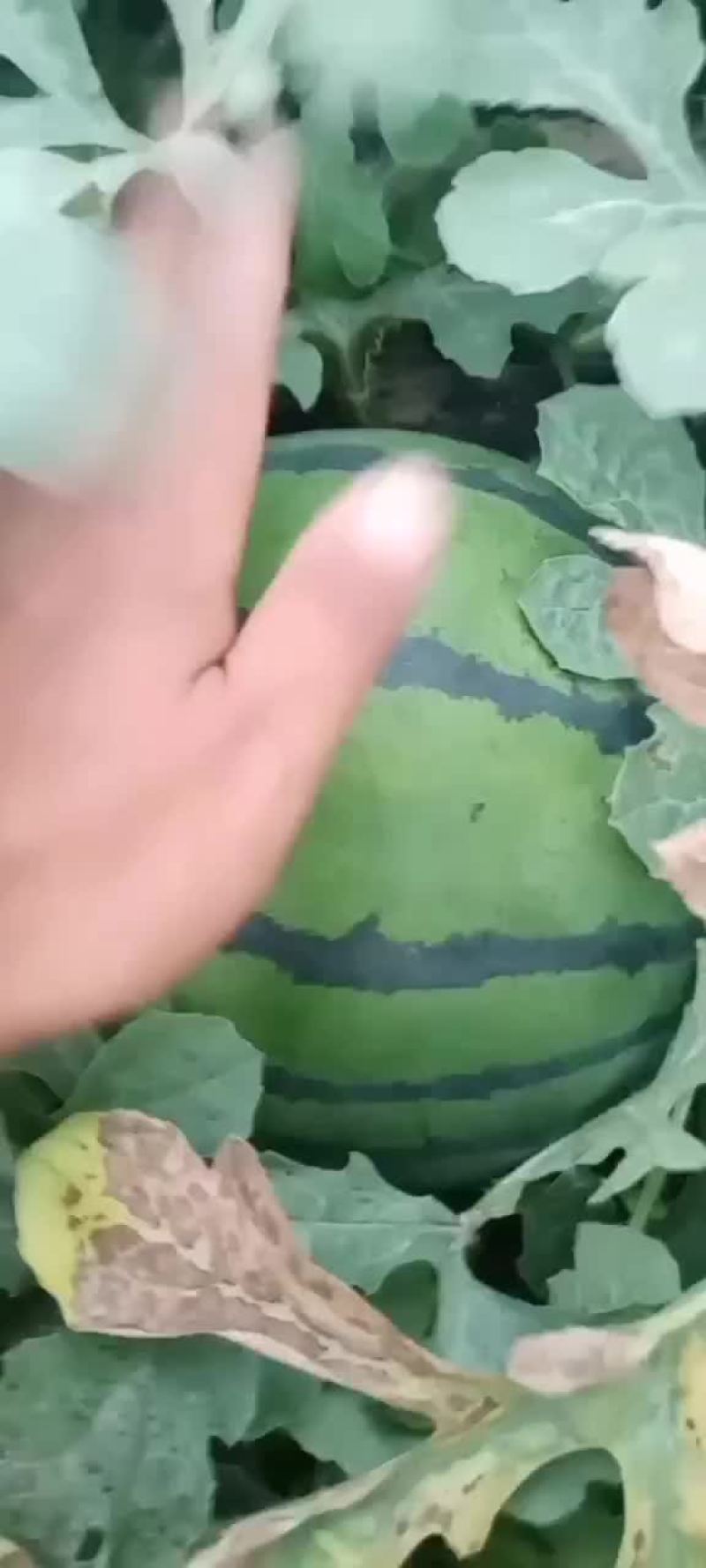 京欣西瓜，个大皮薄，肉厚脆甜