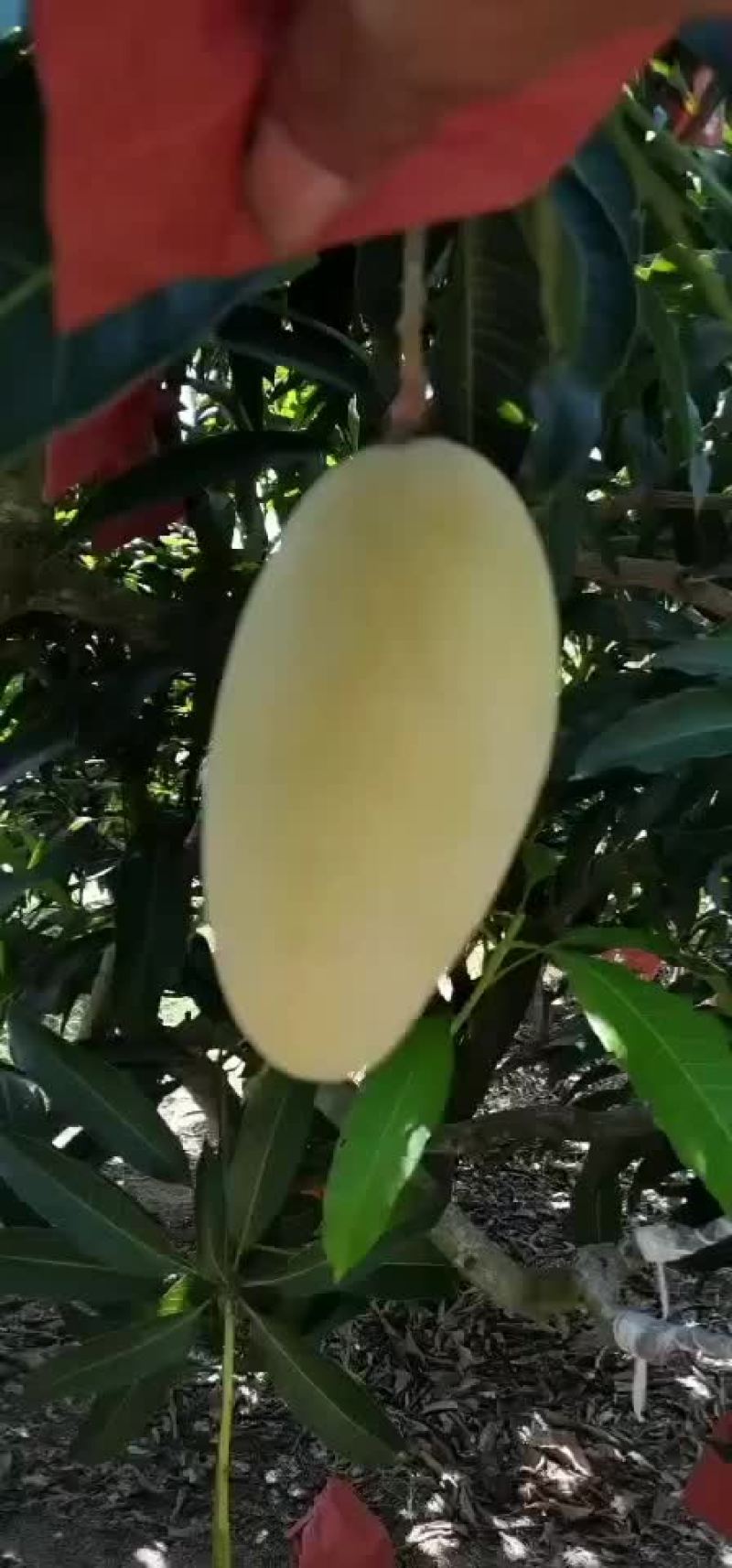 海南红玉芒果