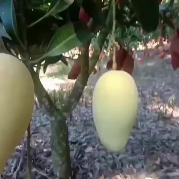 海南红玉芒果