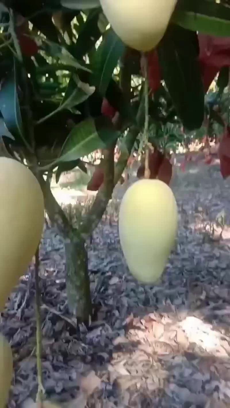 海南红玉芒果