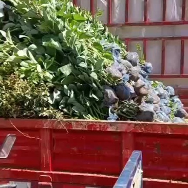 红润木