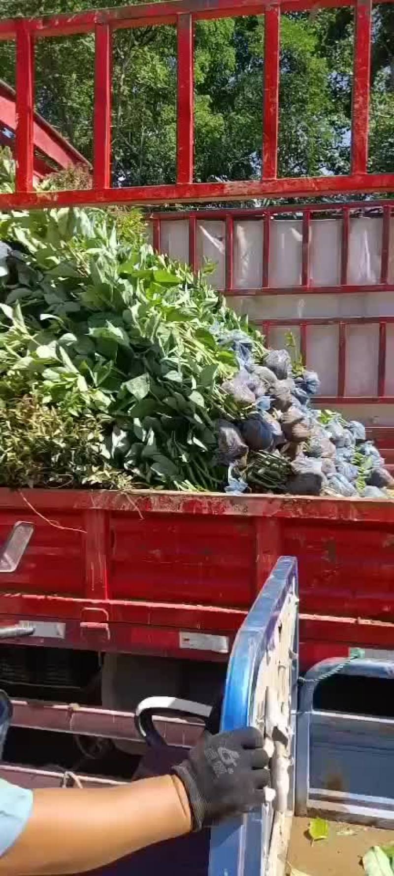 红润木