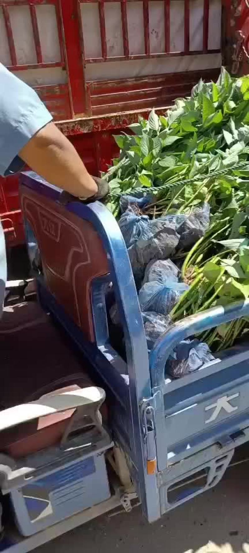 红润木