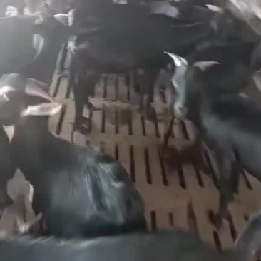 怒比亚黑山羊出售中需要的联系