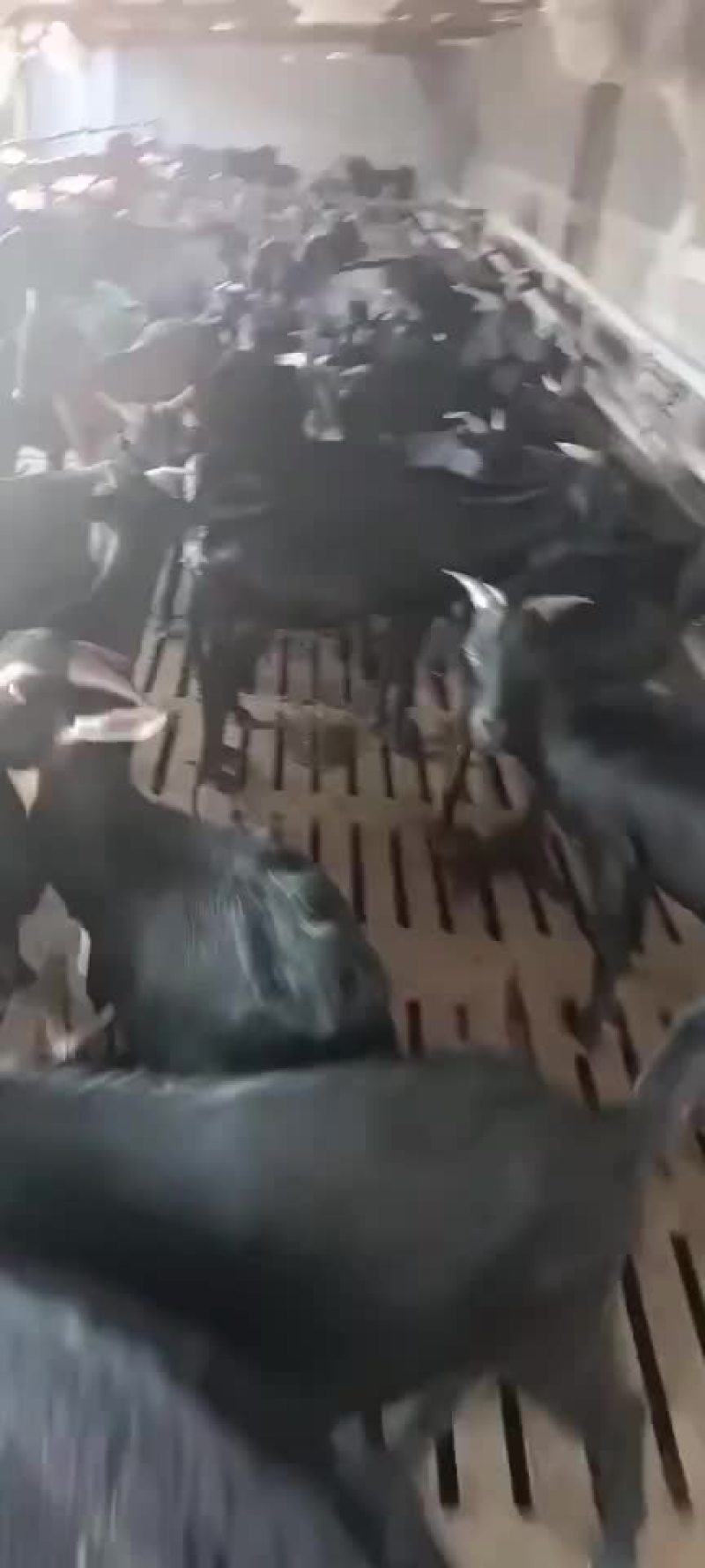怒比亚黑山羊出售中需要的联系