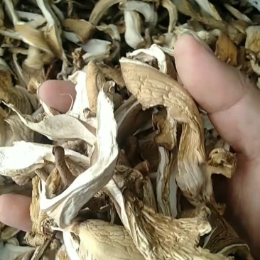 平菇干大货批发，支持一件代发，欢迎电商合作
