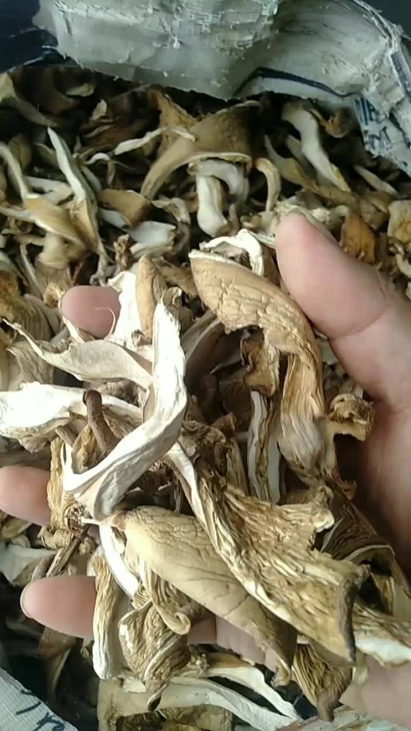平菇干大货批发，支持一件代发，欢迎电商合作
