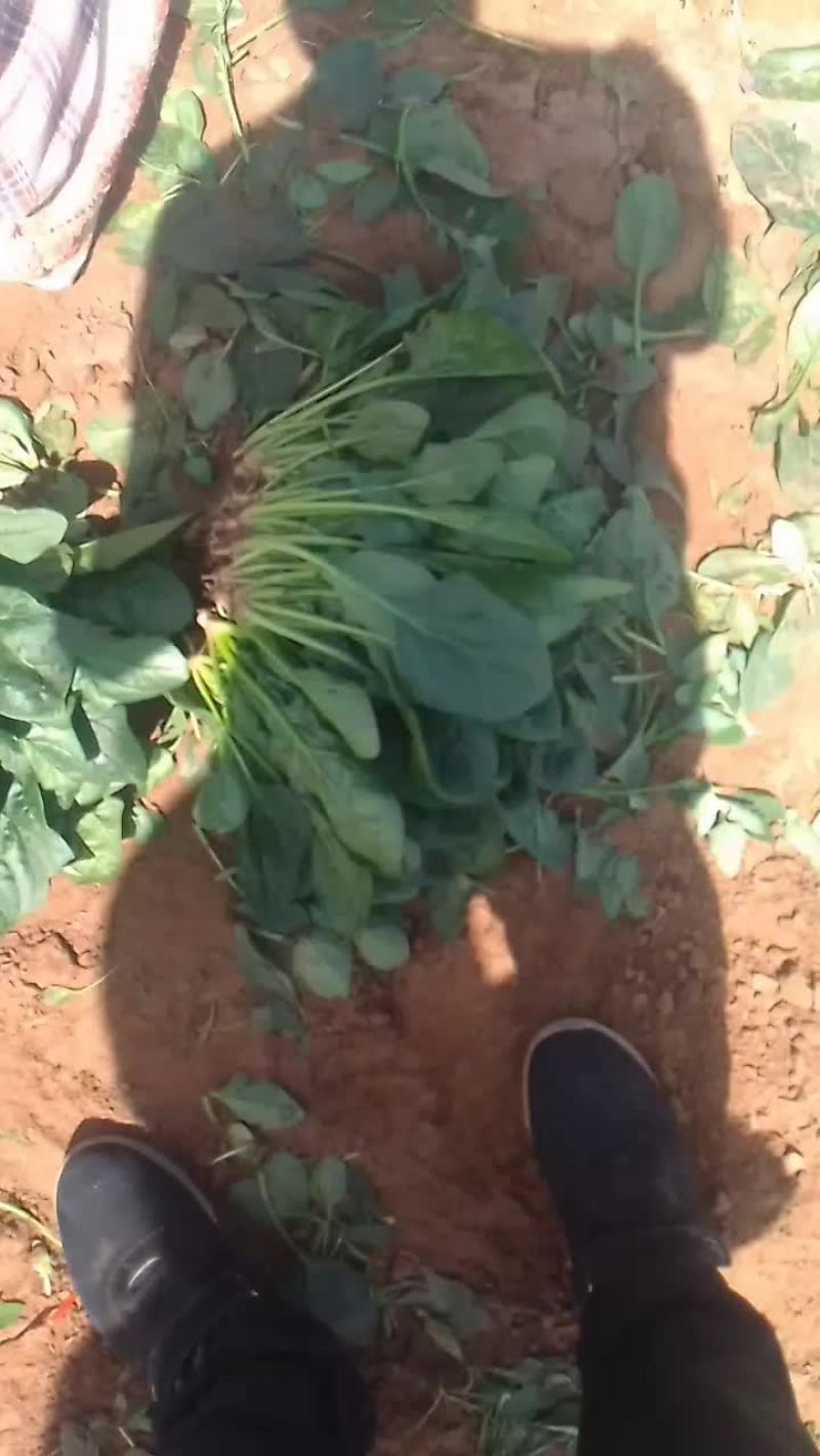 黑苗菠菜