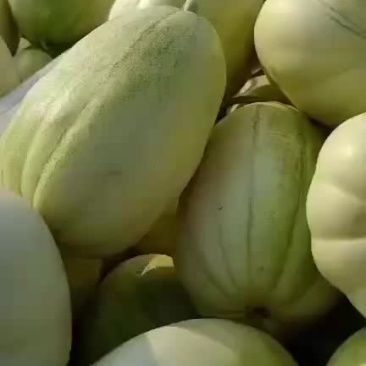 大连瓦房店大地香瓜