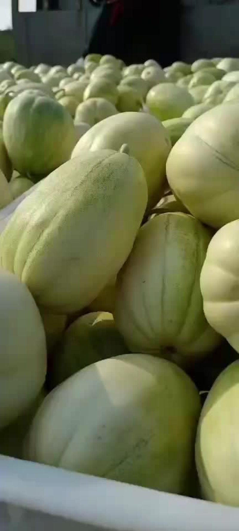 大连瓦房店大地香瓜