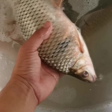 土鲮鱼