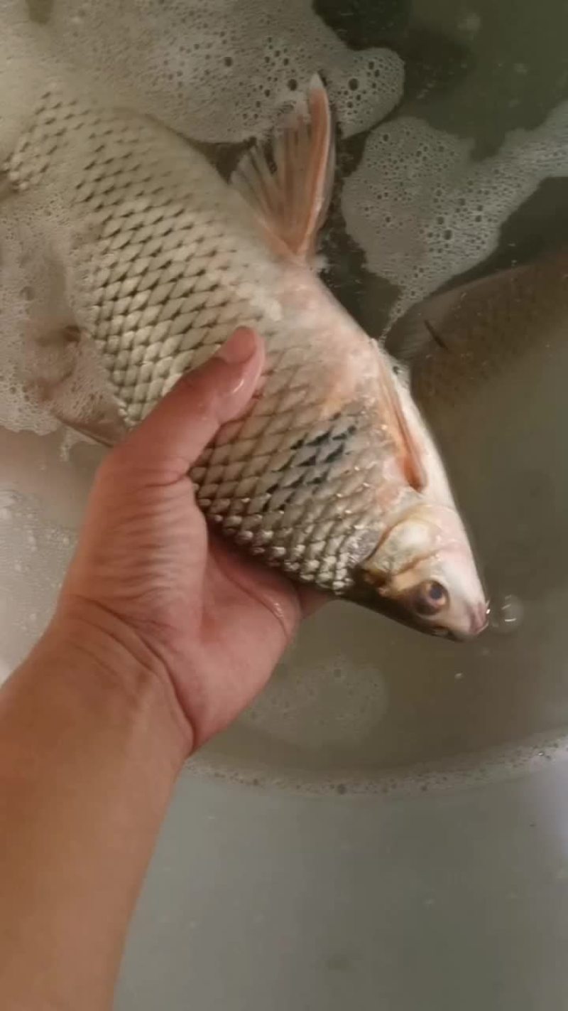 土鲮鱼