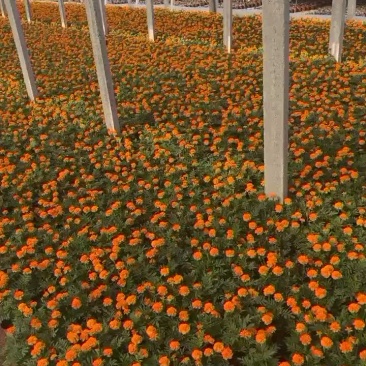 孔雀草时令草花