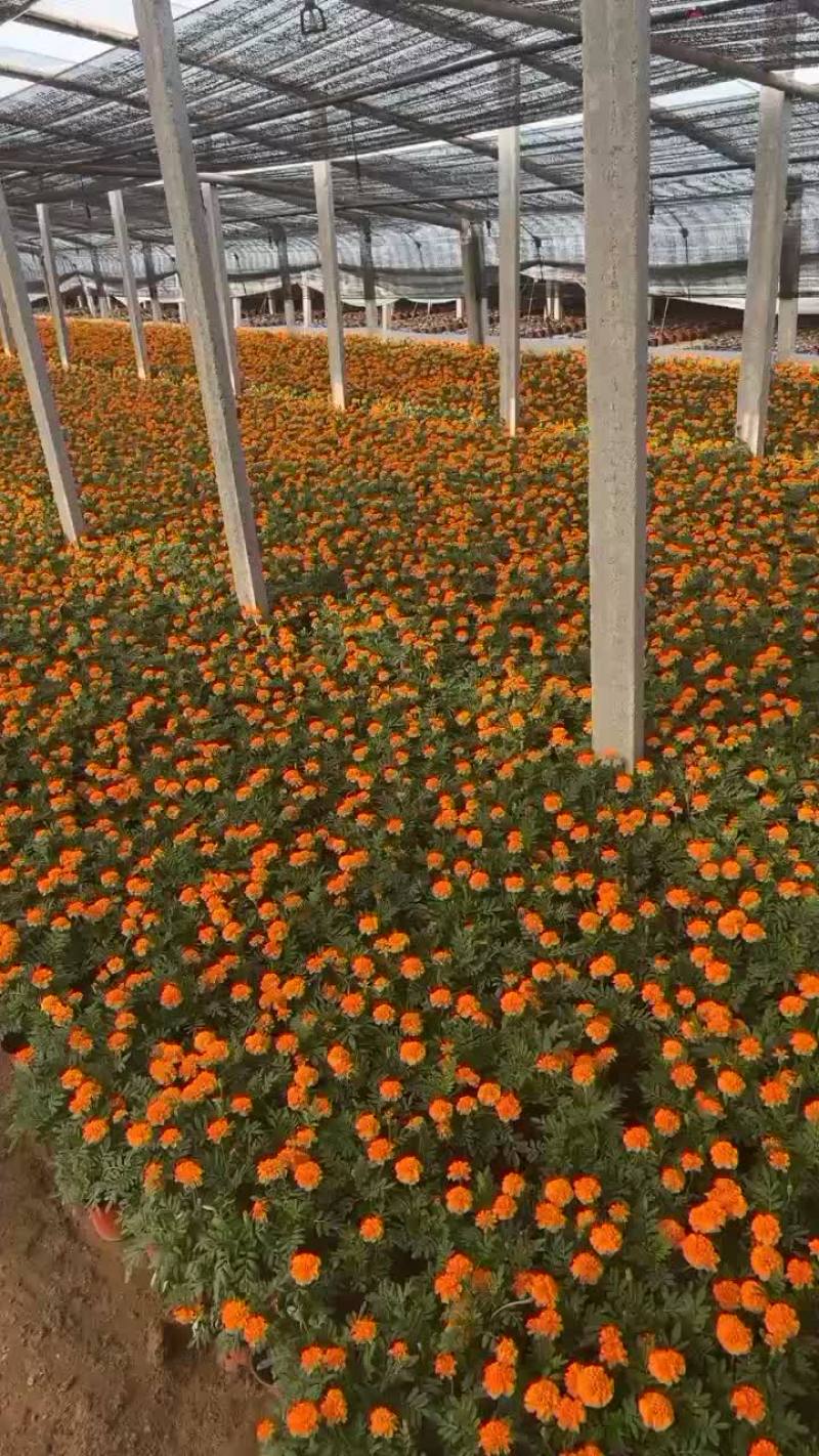 孔雀草时令草花