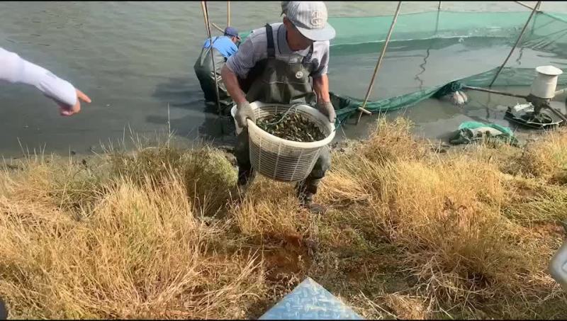 黄颡鱼苗准备装车发货