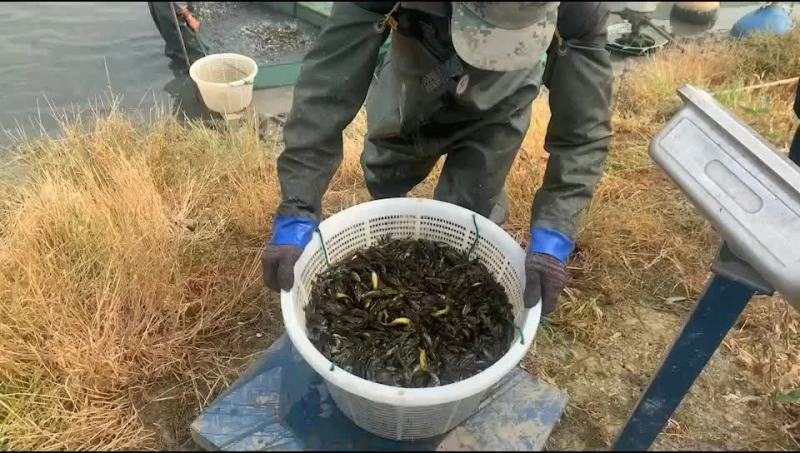 黄颡鱼苗准备装车发货